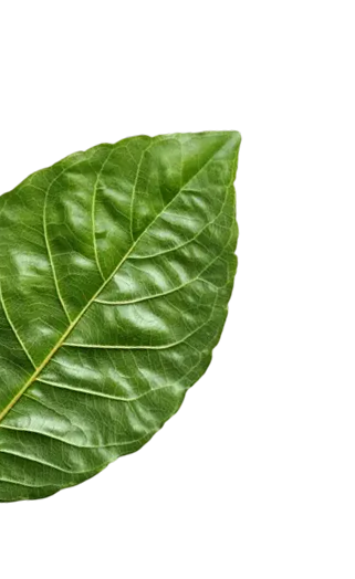 leaf